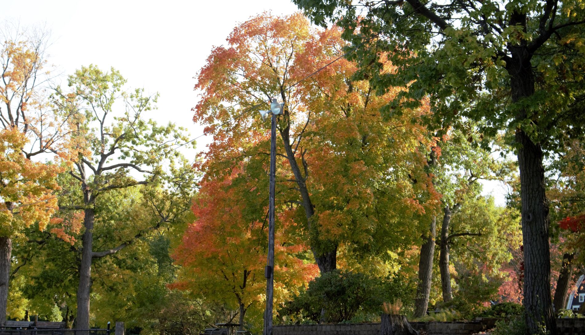 Fall colors are appearing in Excelsior